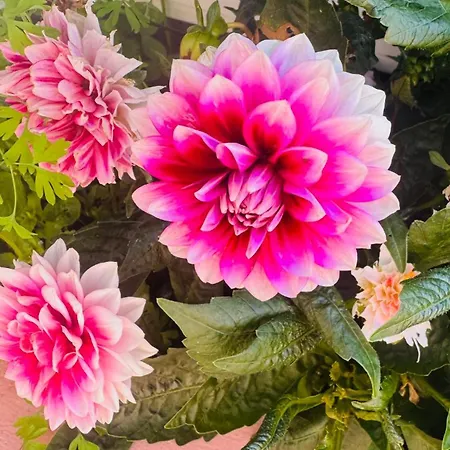 Villa Quinta Do Rosário Lagoa (Azores)