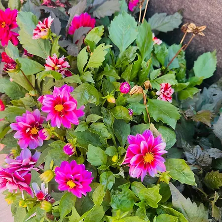 Quinta Do Rosário * Lagoa (Azores)